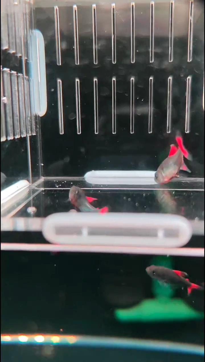 灯科鱼ᵇ****¹灰太狼（红铠甲）