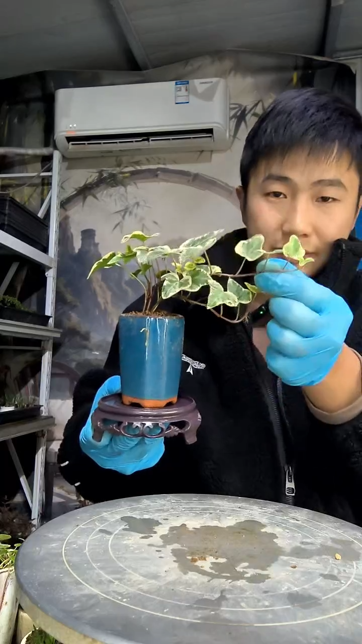 小****5中青园艺一物一拍花489