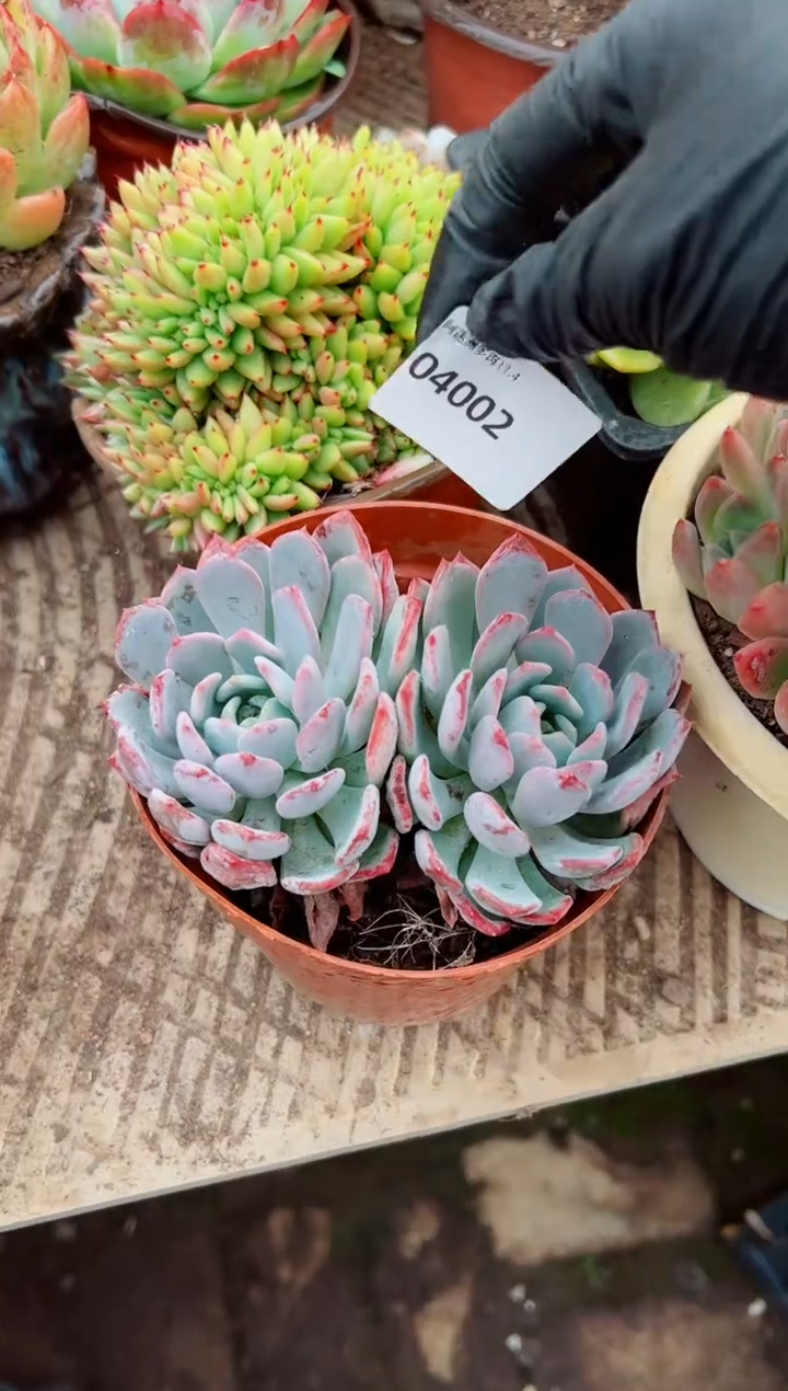 惜*多肉植物一物一拍04002