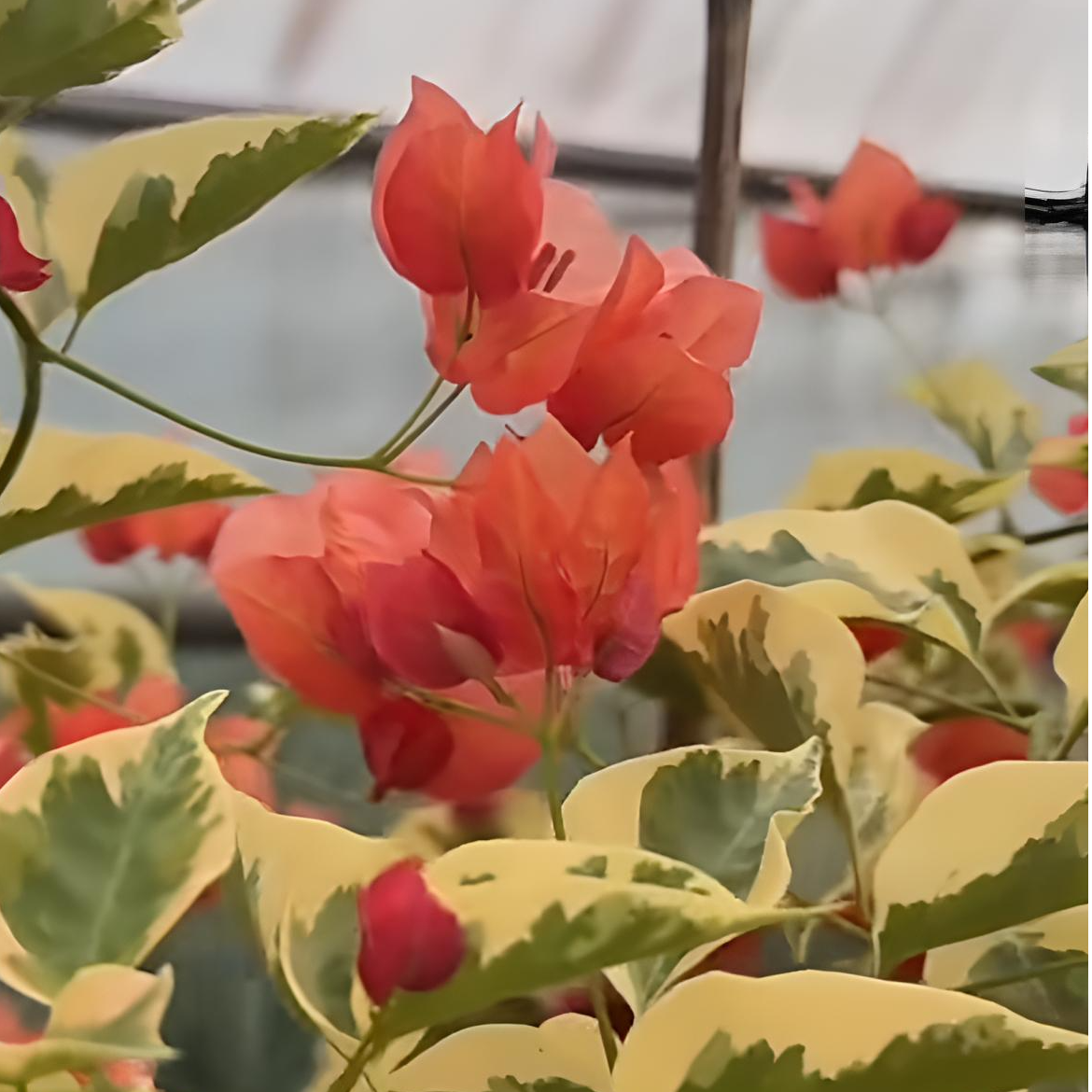 保温三角梅 一物一拍链接（不售后）