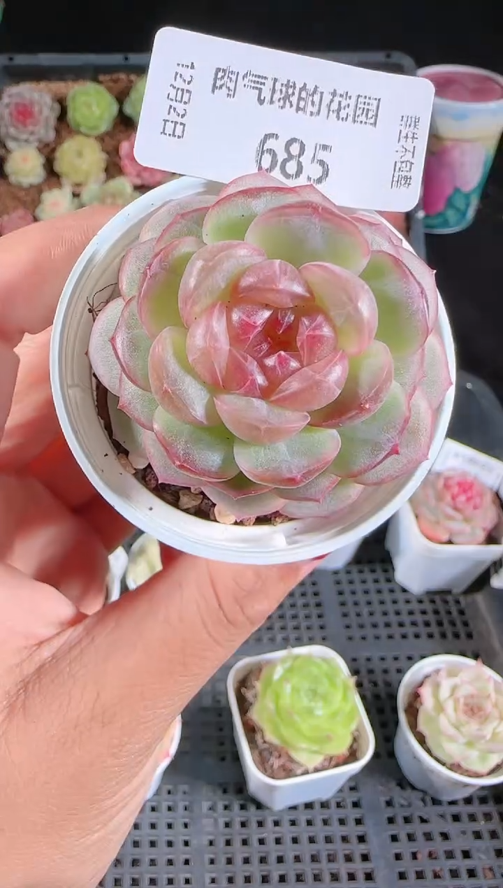 1202-685甘棠多肉群生不包整