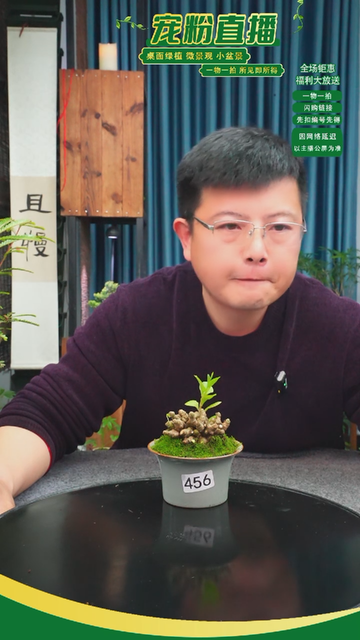 无花朵蛋*蛋苔藓微景观456号