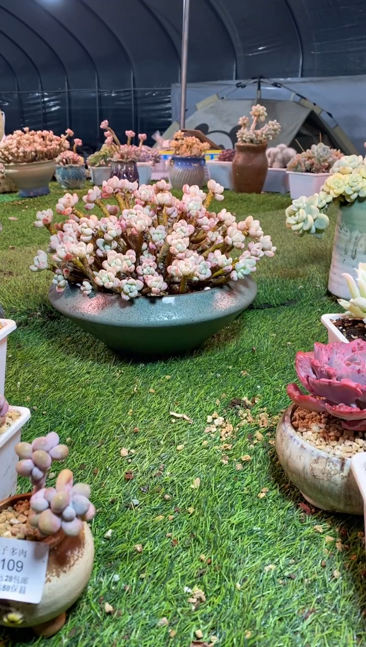 【闪购商品】0111a