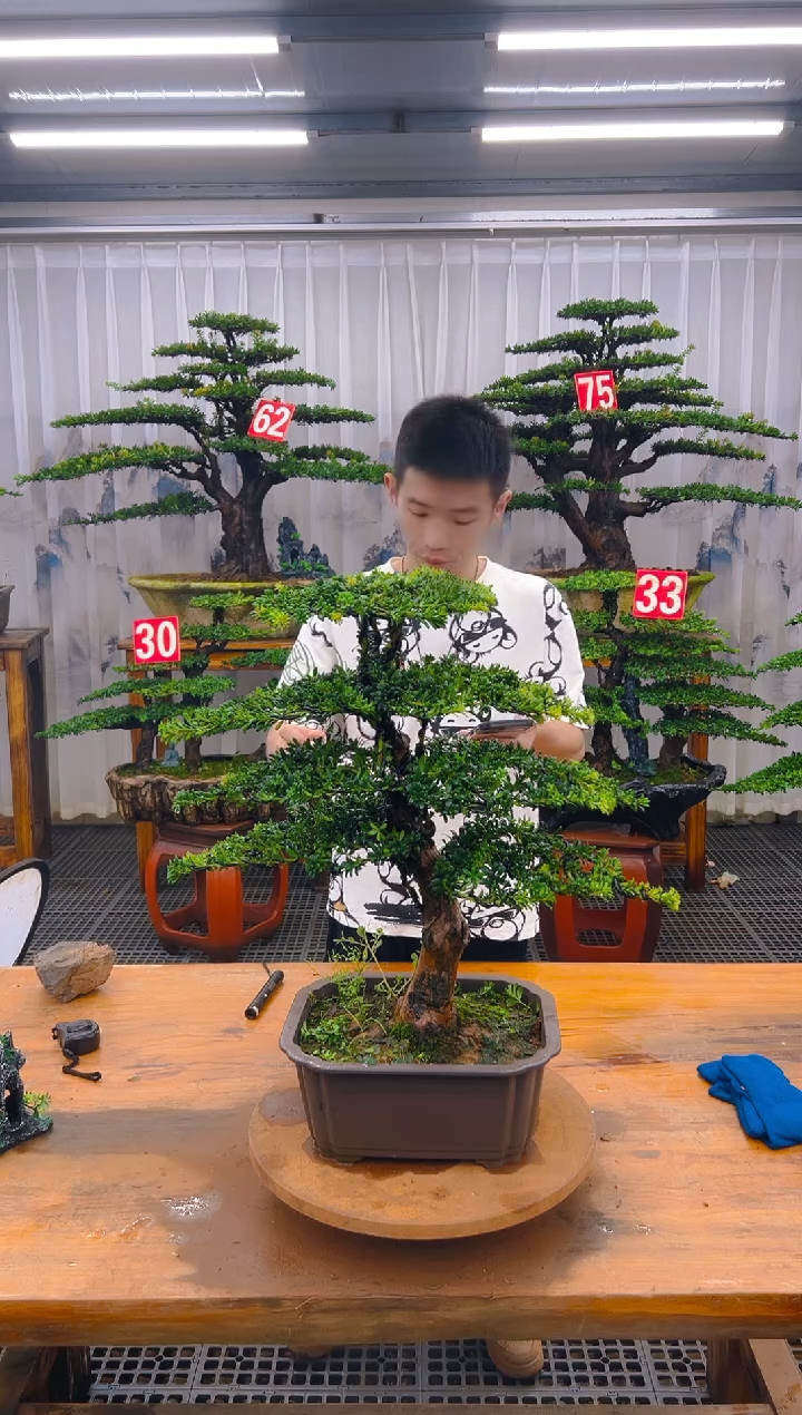 无花朵精品盆景直播间一物一拍