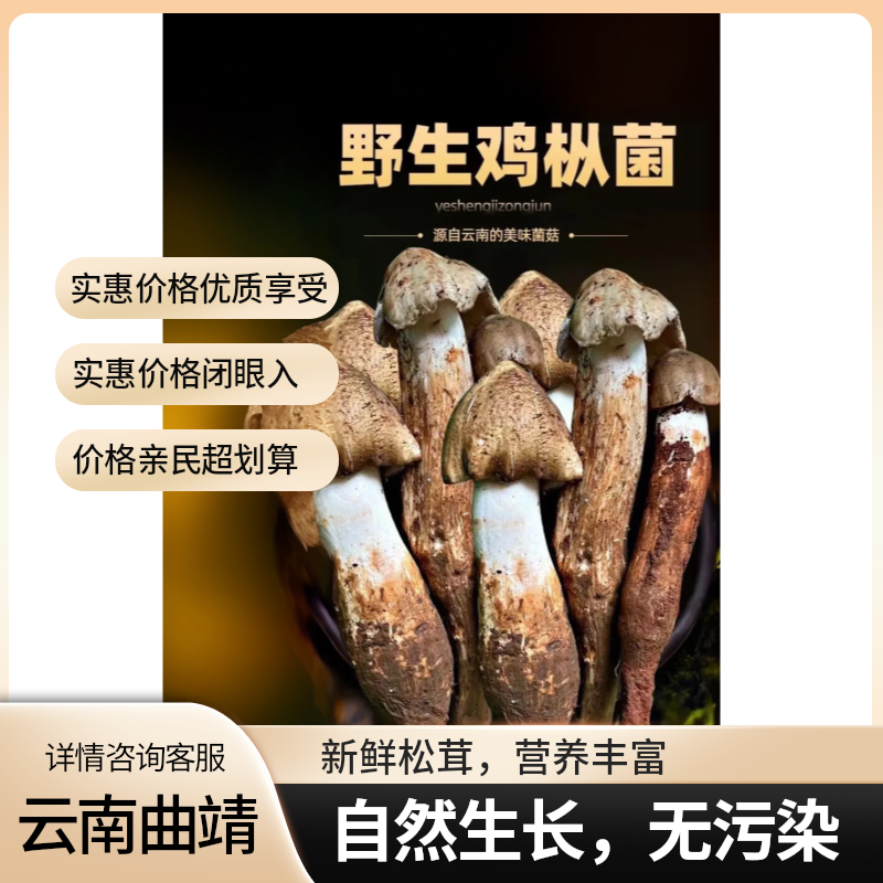 云南本地野生黑帽大鸡枞顺丰包邮新鲜美味菌菇顺丰冷链包邮鸡枞菌