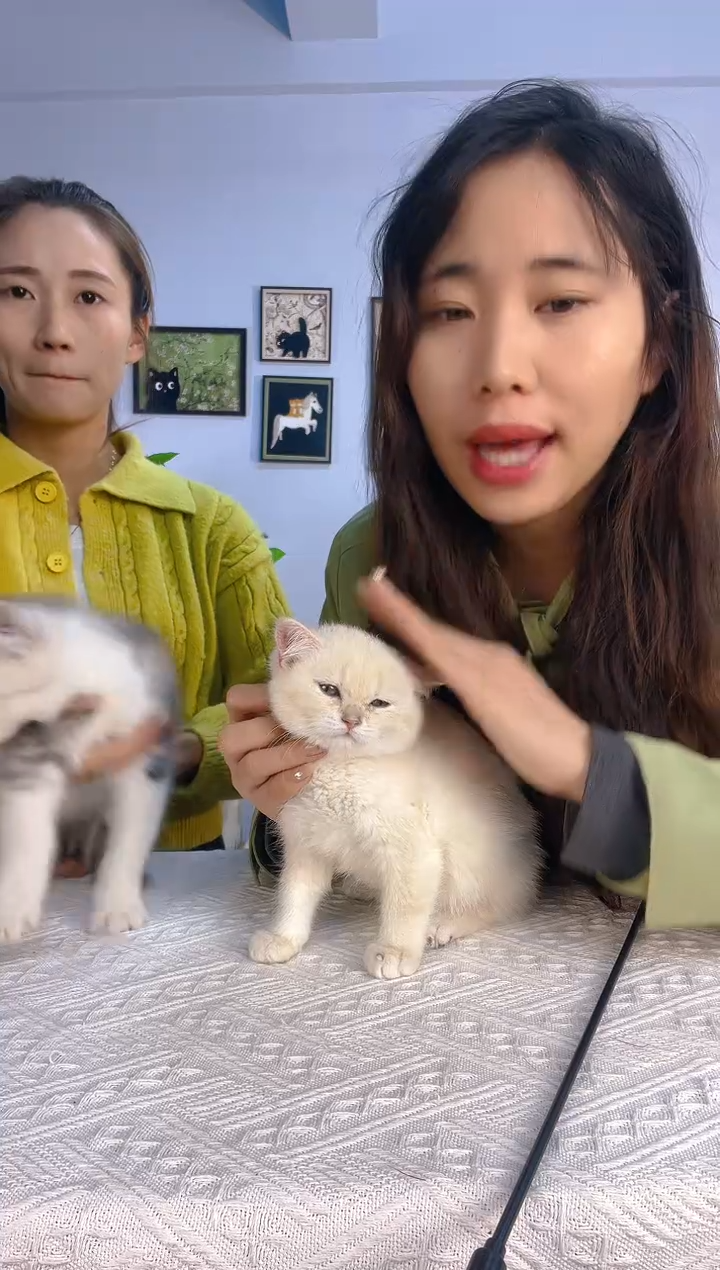 猫银渐层价值1800