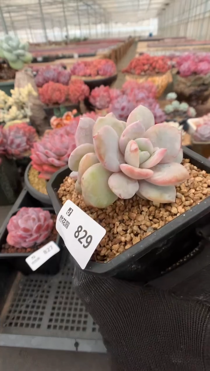 829奶茶一物一拍