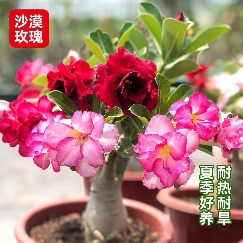 重瓣沙漠玫瑰花苗盆栽四季花卉绿植物老桩室内阳台小盆景开花不断