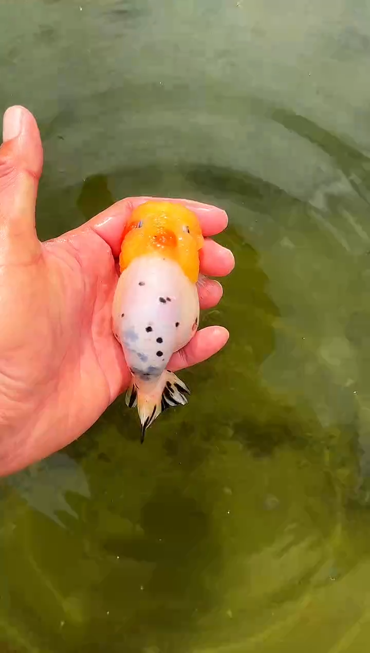 金鱼¥**下水娃娃观赏鱼兰寿金鱼  不包邮