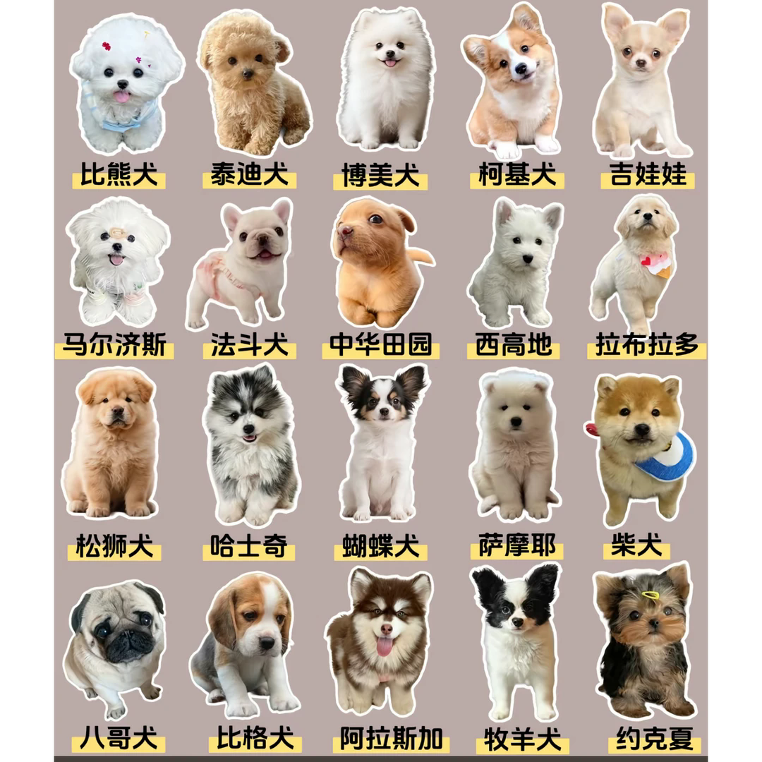 可爱宠物狗（活体）
