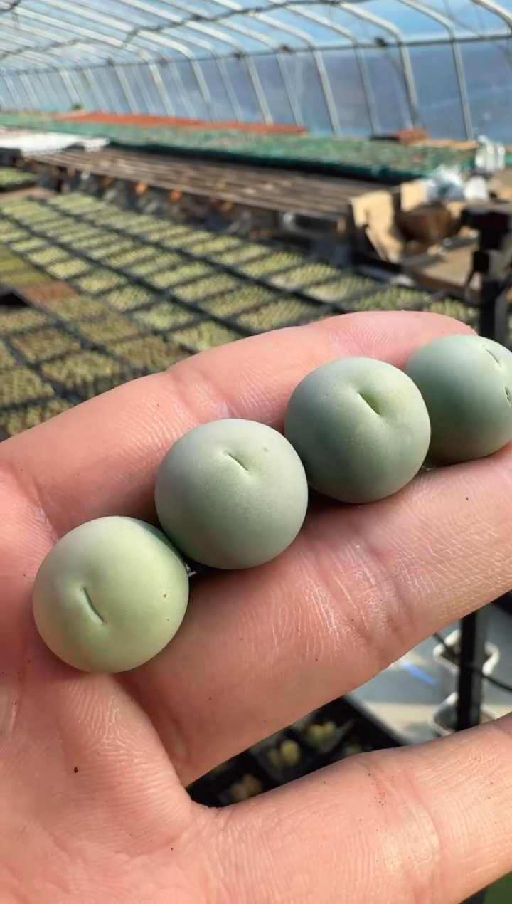 134多肉植物肉锥鸽子蛋一颗