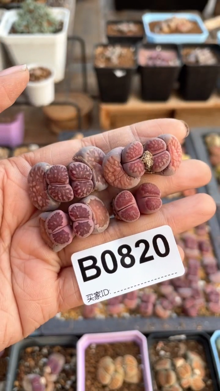 【闪购商品】0820直播一物一拍