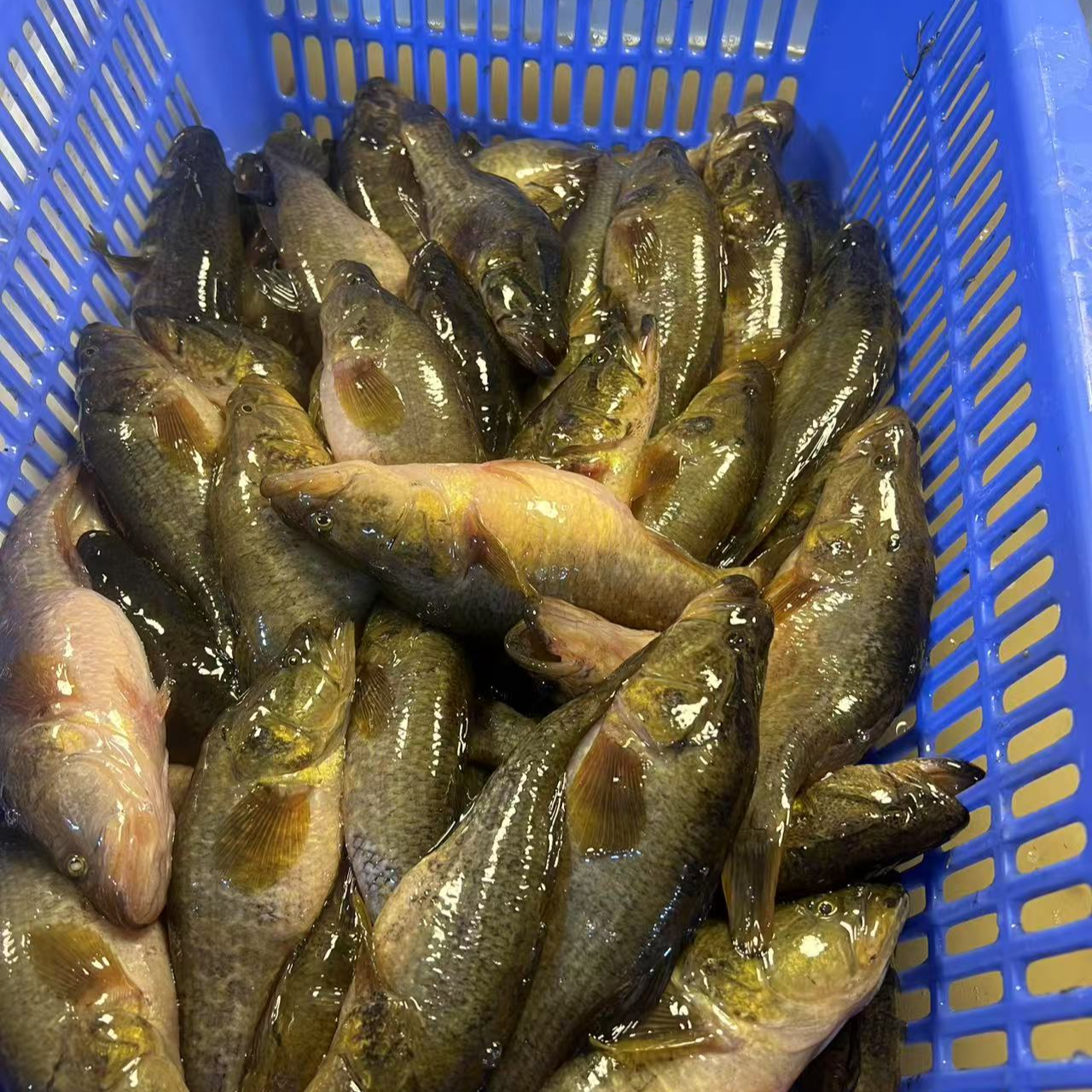 东北特产老头鱼冰鲜顺丰全国包邮