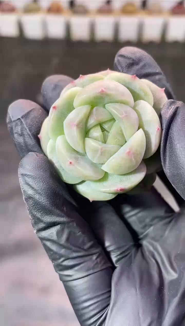 8-63 花小牛3-4厘米 量拍发一颗