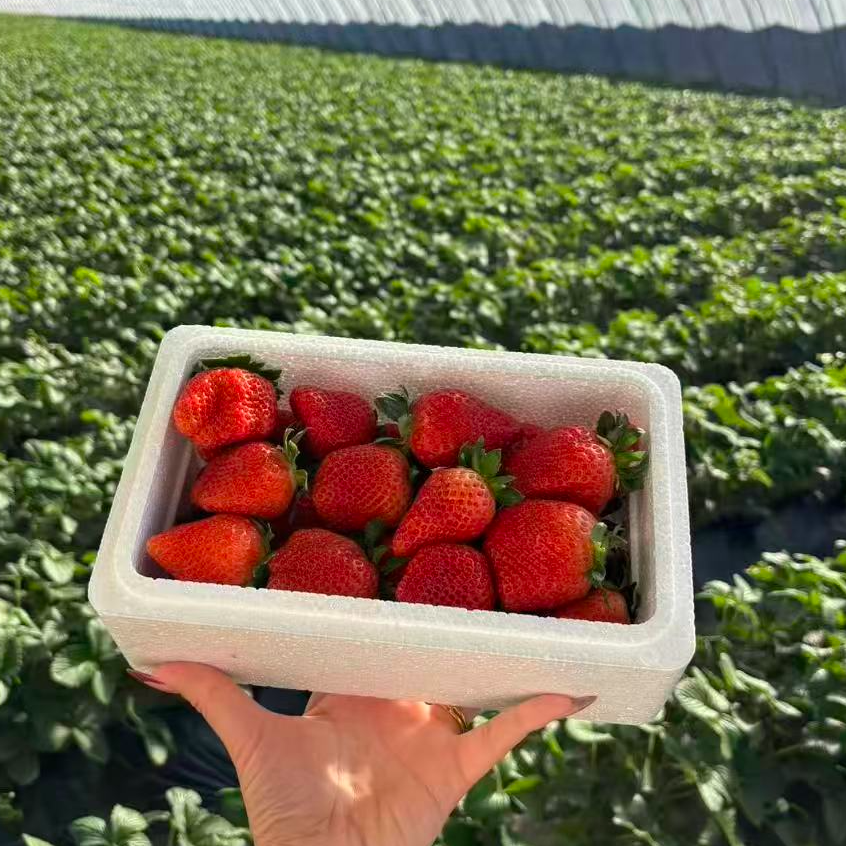 顺平九九草莓超甜大果