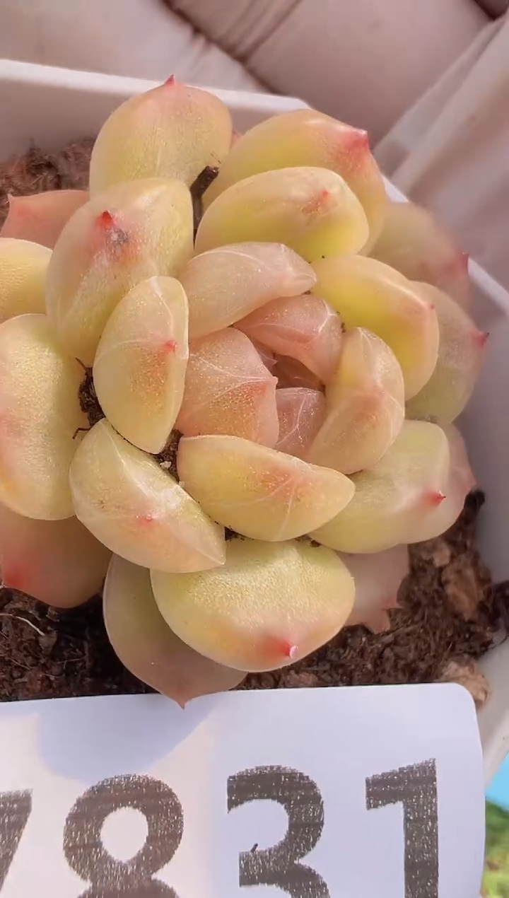 【闪购商品】信福多肉一物一拍