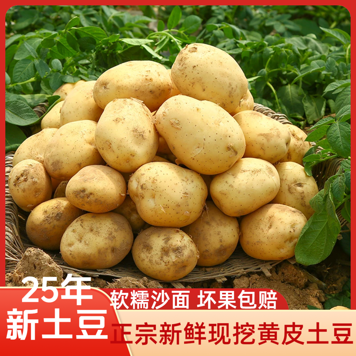 特大果【25年9斤新土豆】新鲜现挖黄皮黄心土豆软糯香应季蔬菜洋芋Z