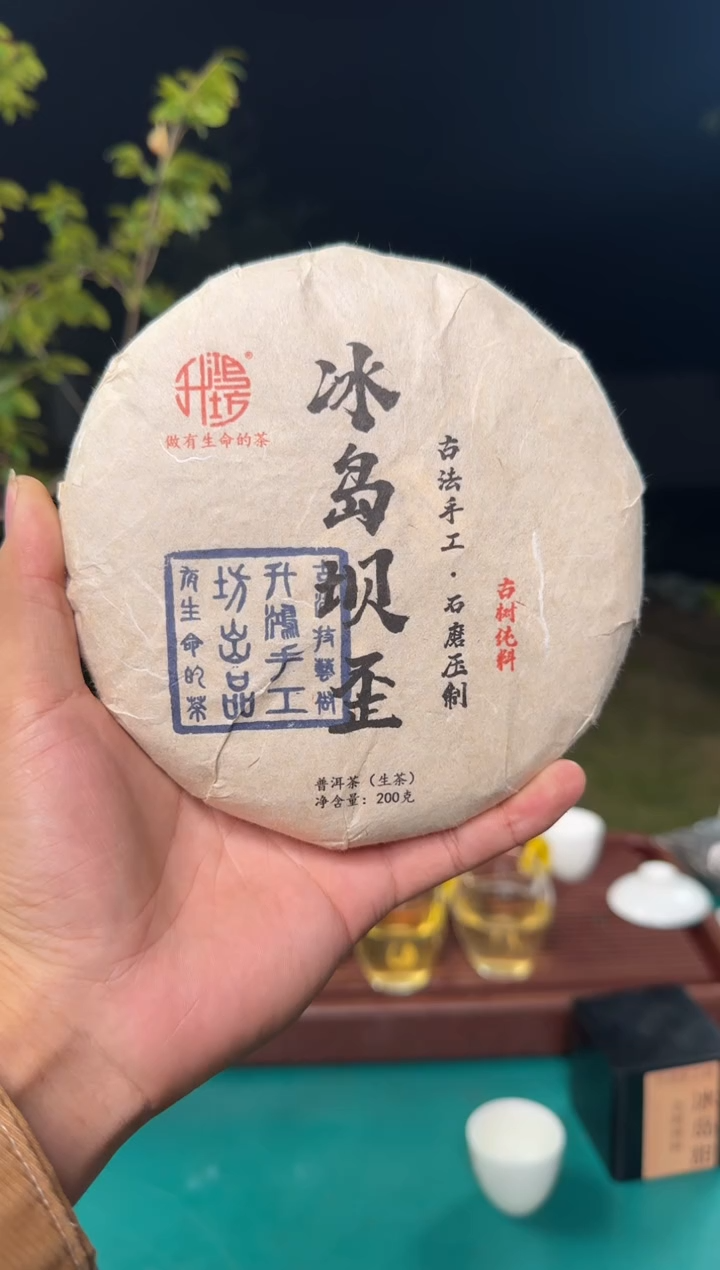 冰岛坝歪特大古树2024年春200克