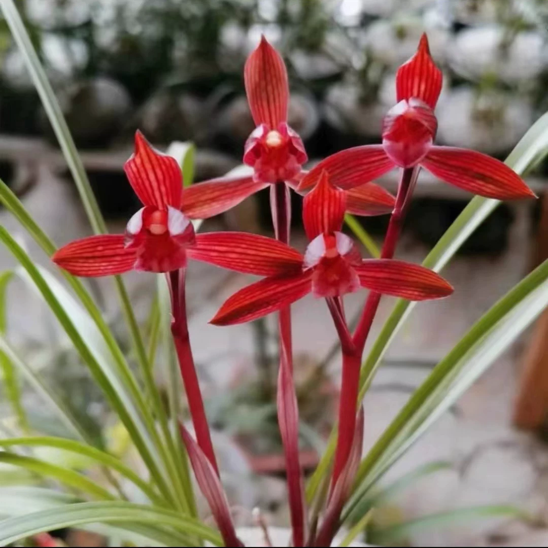 春兰红素名品花卉好养易活浓香红花绿植裸根发货