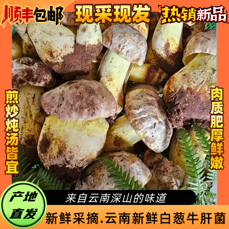 云南野生菌新鲜白葱牛肝菌500克-1000克顺丰包邮