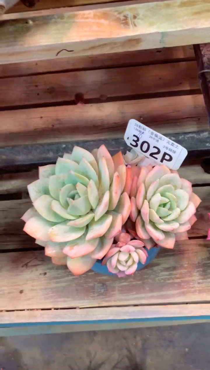 302P（一物一拍，精品多肉，所见即所得 ）