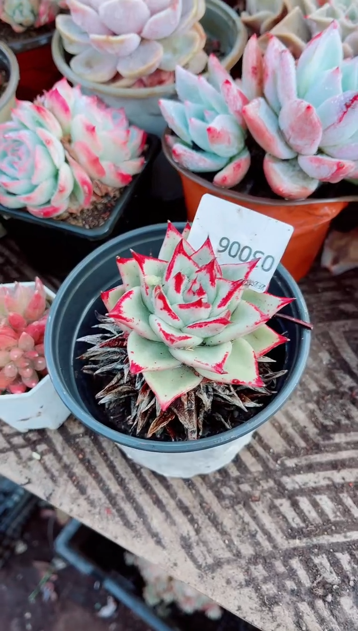 小*福跃跃精品多肉03006