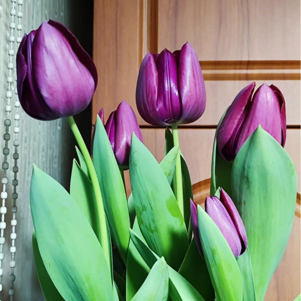 小黑人三颗荷兰进口郁金香种球