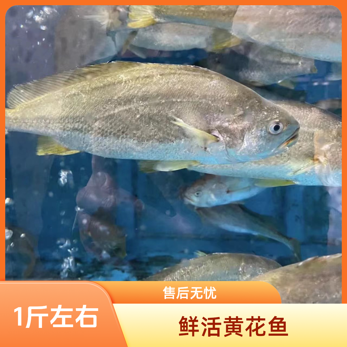 鲜活黄花鱼（1-1.2斤）