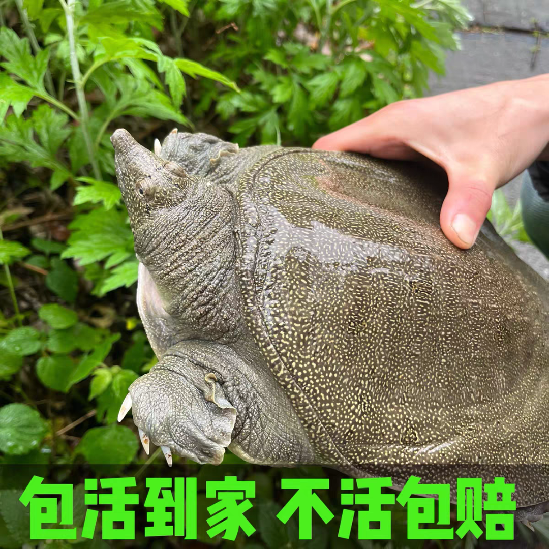 【3只装】鲜活食用大甲鱼到手不低于5斤青黑花甲鱼活鲜甲鱼