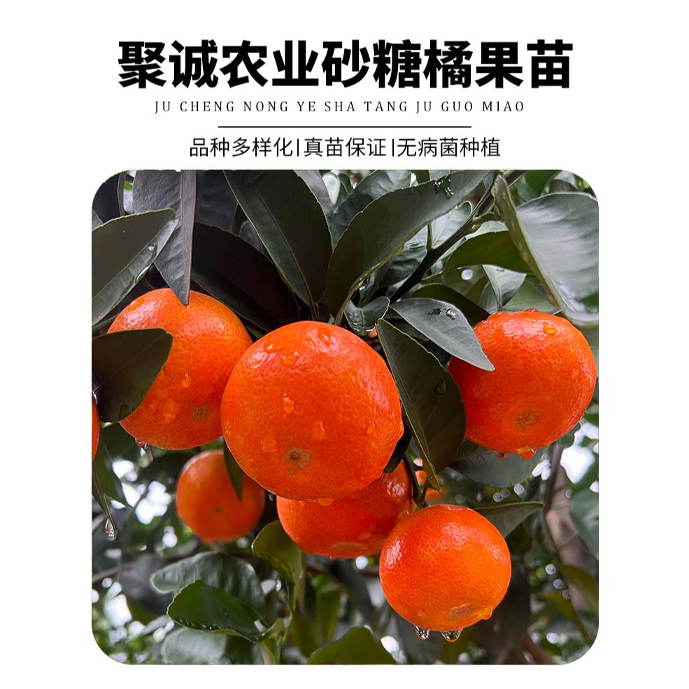 砂糖橘裸根苗