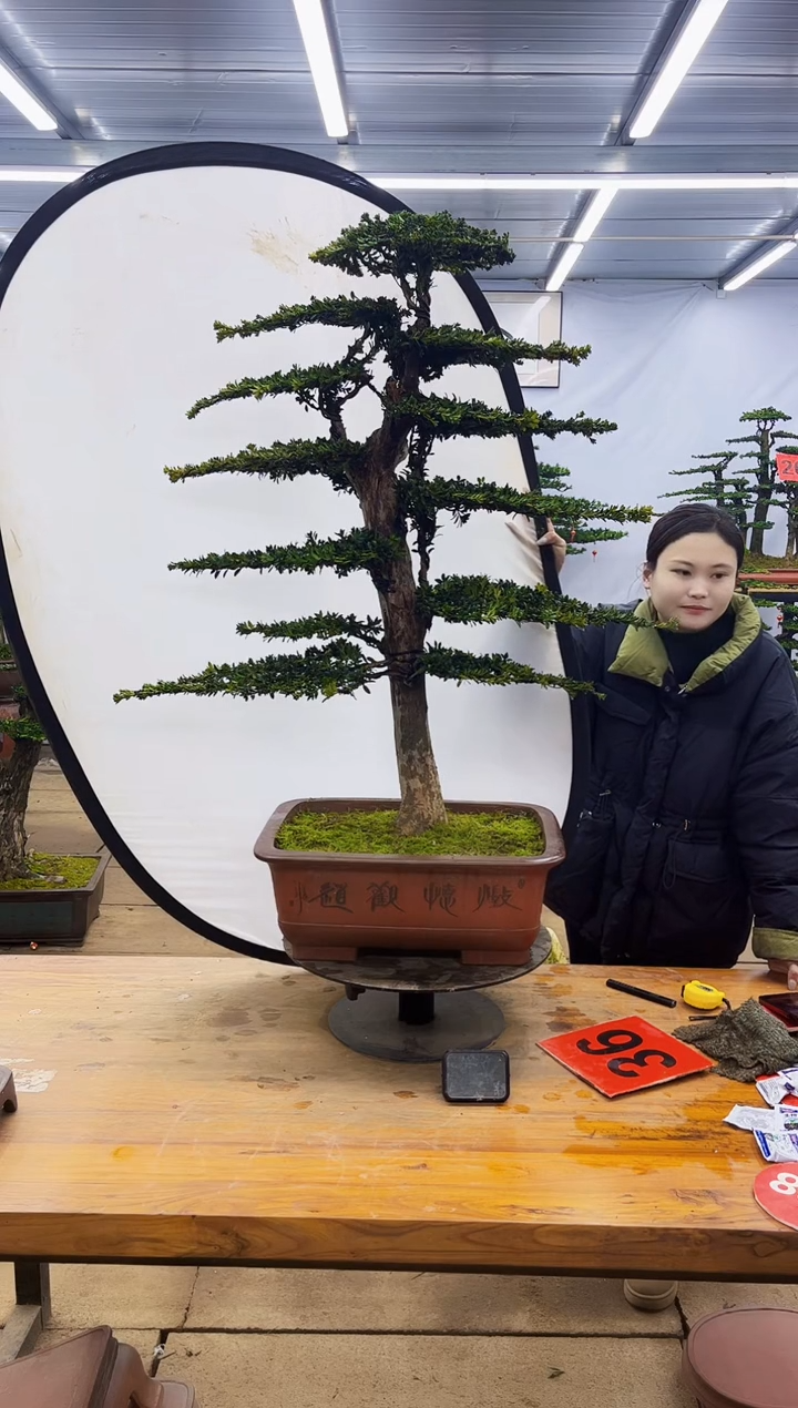 【闪购商品】高端盆景一物一拍，所见即所得