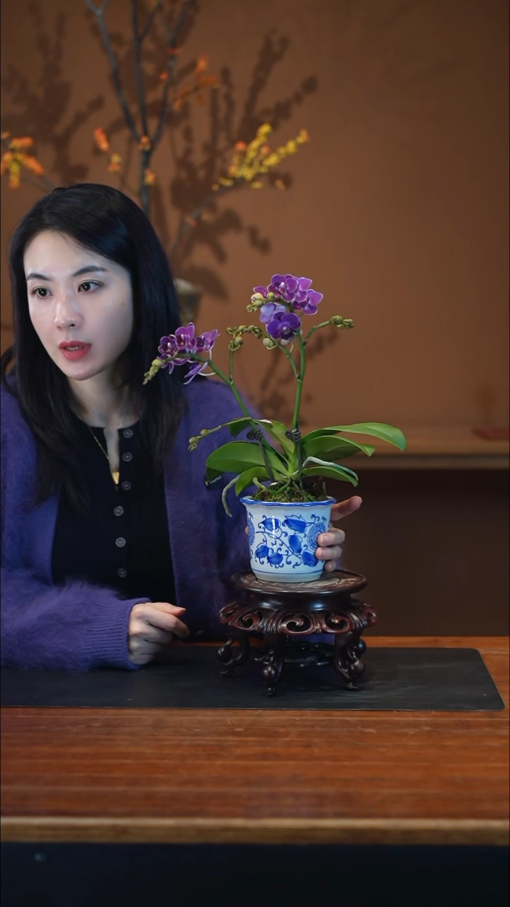 全部花朵蝴蝶兰青花盆景盆景盆景