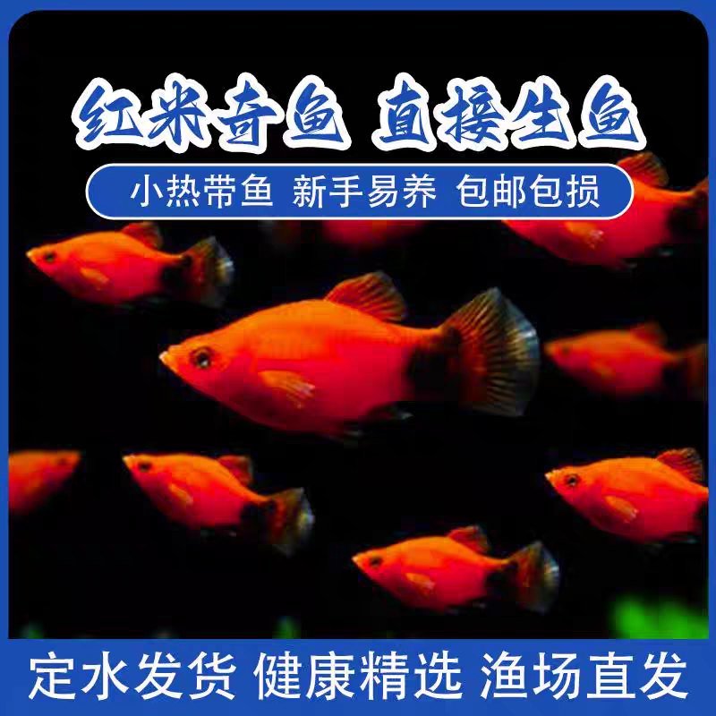 米奇鱼胎生小型热带观赏鱼好看好养活适合新手混养