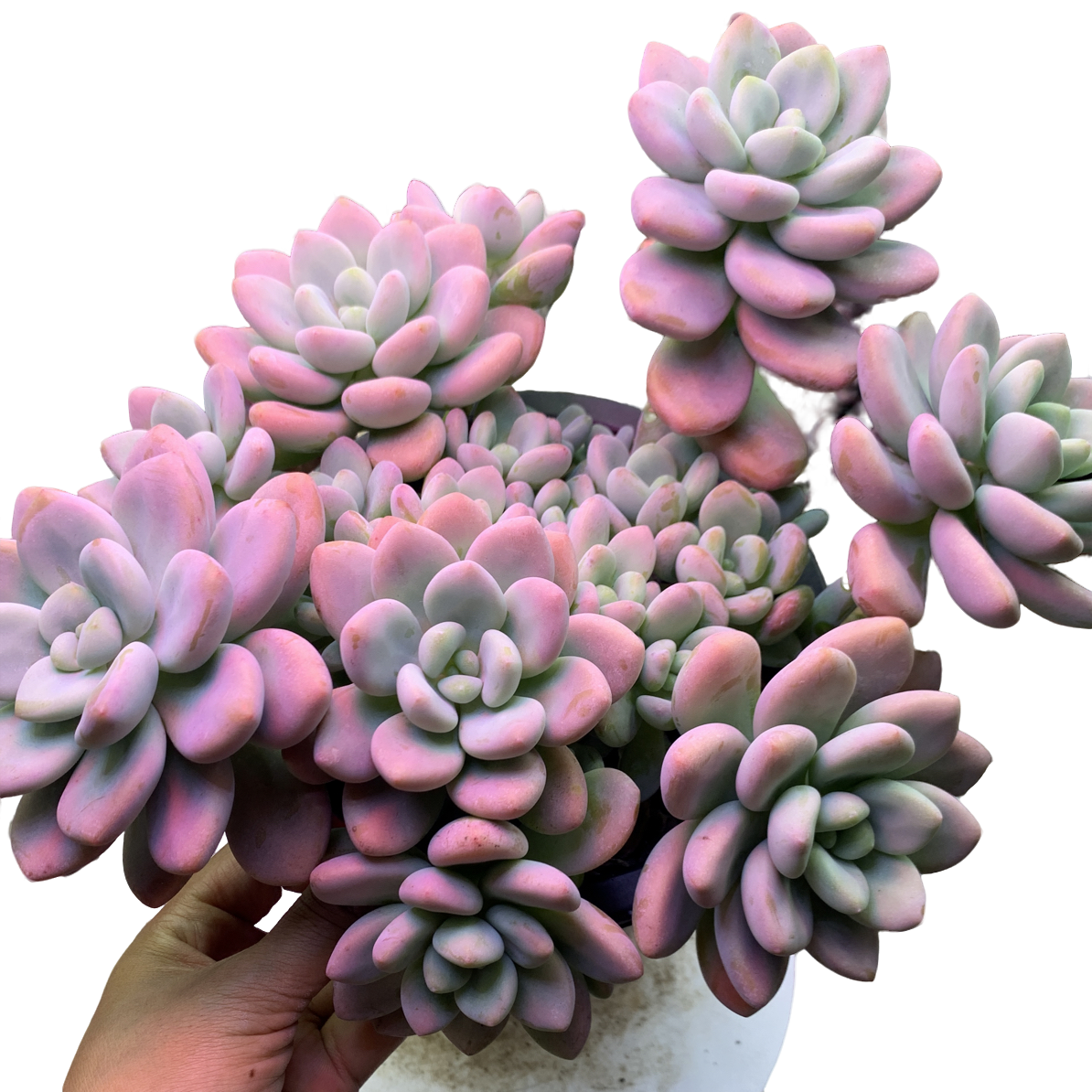 大群红洛神 多肉植物新手好养活适合室内外养殖