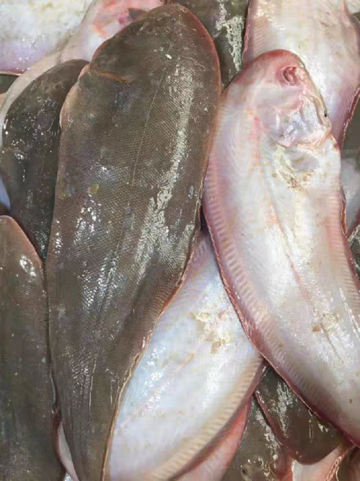 《细鳞野生比目鱼》个大 肉厚 熬着吃 5斤 天津发货
