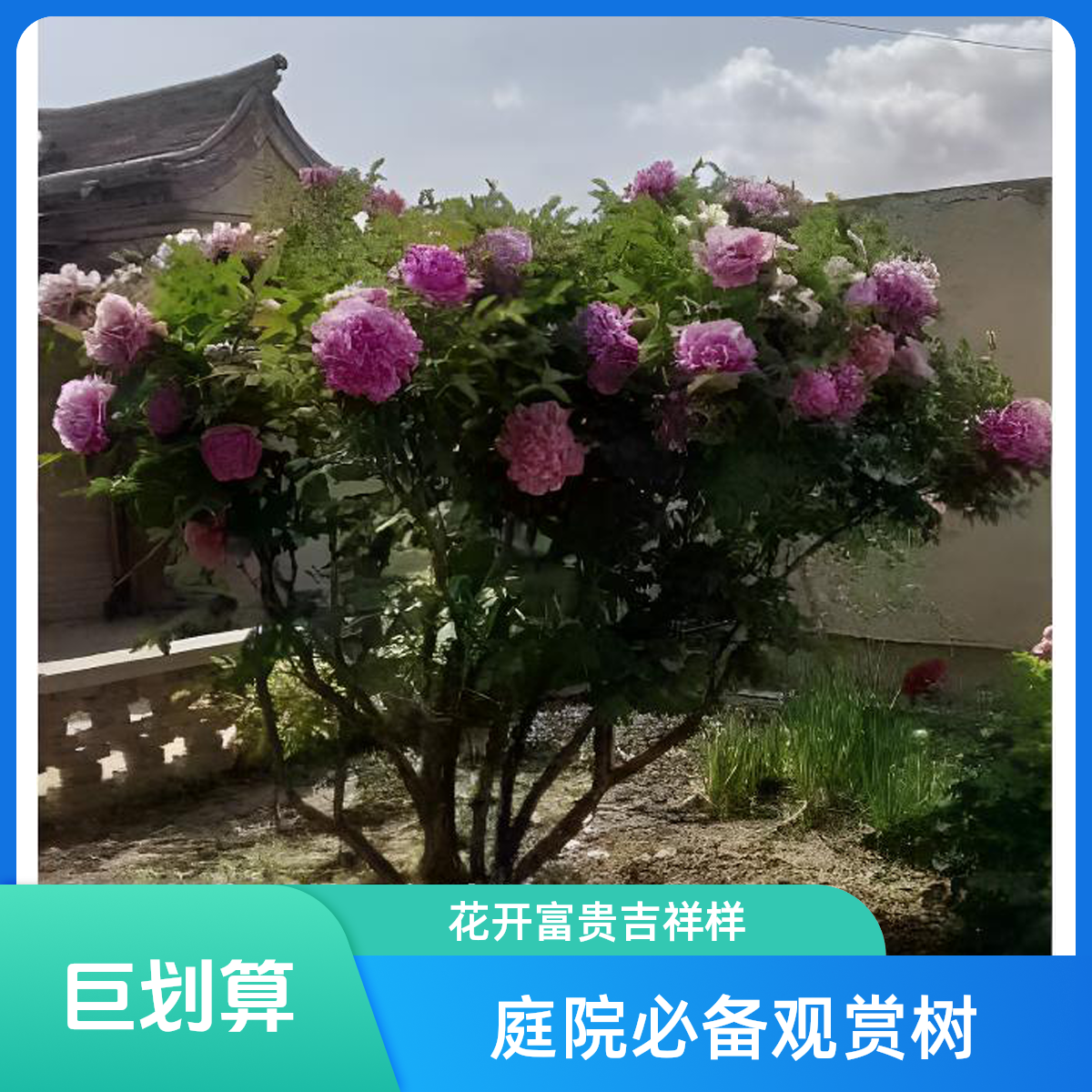 甘肃紫斑牡丹蓝宝石芍药花木槿花高度2.2米，冠幅紫斑牡丹树苗3米