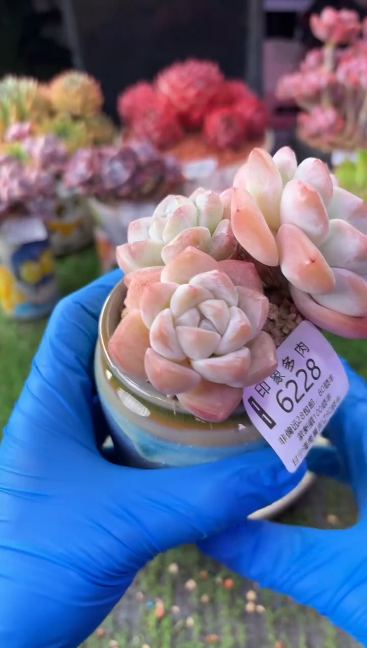 昆明印象多肉6228