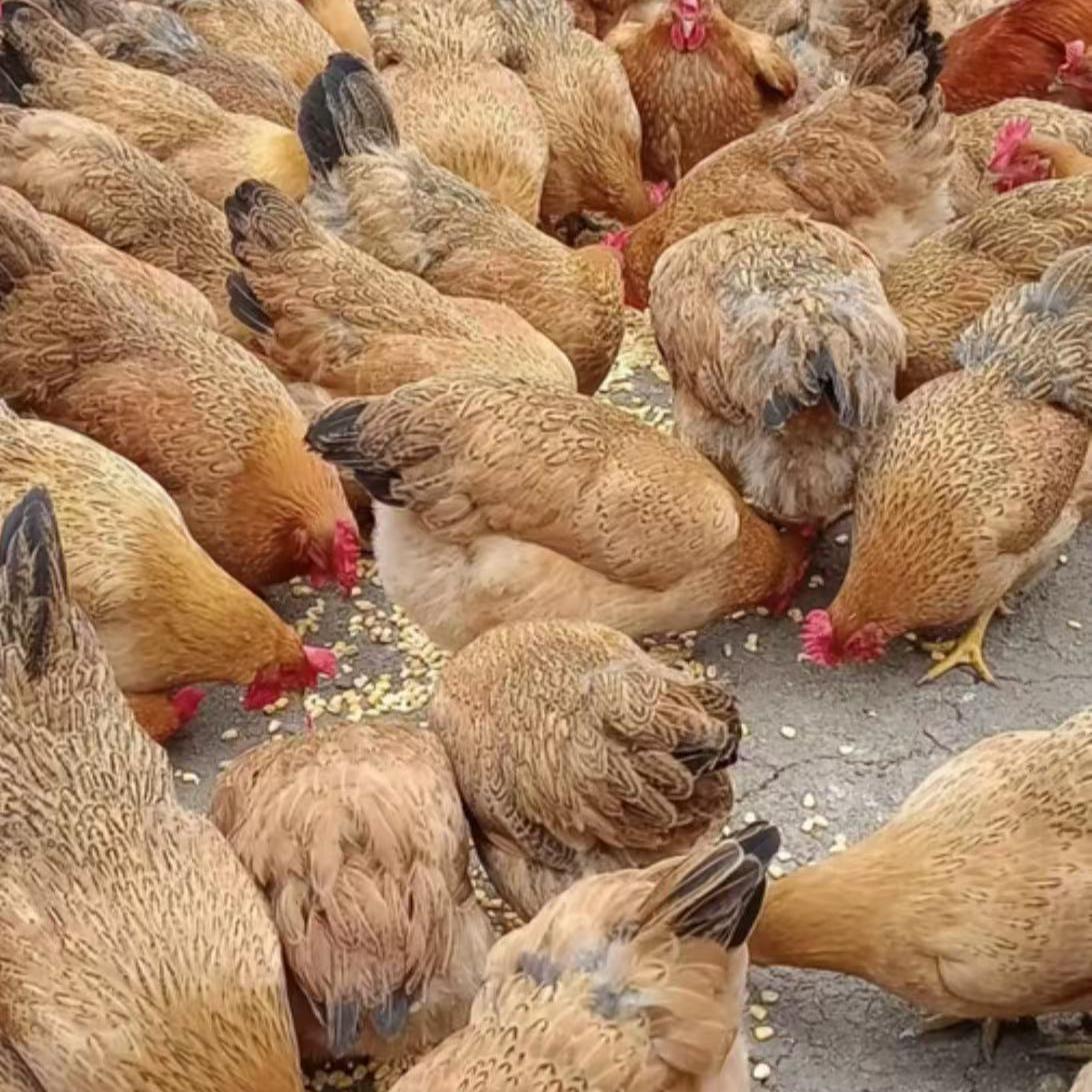 【顺丰包邮】青脚黑脚红瑶鸡散养可下蛋成年鸡即将开产宠物