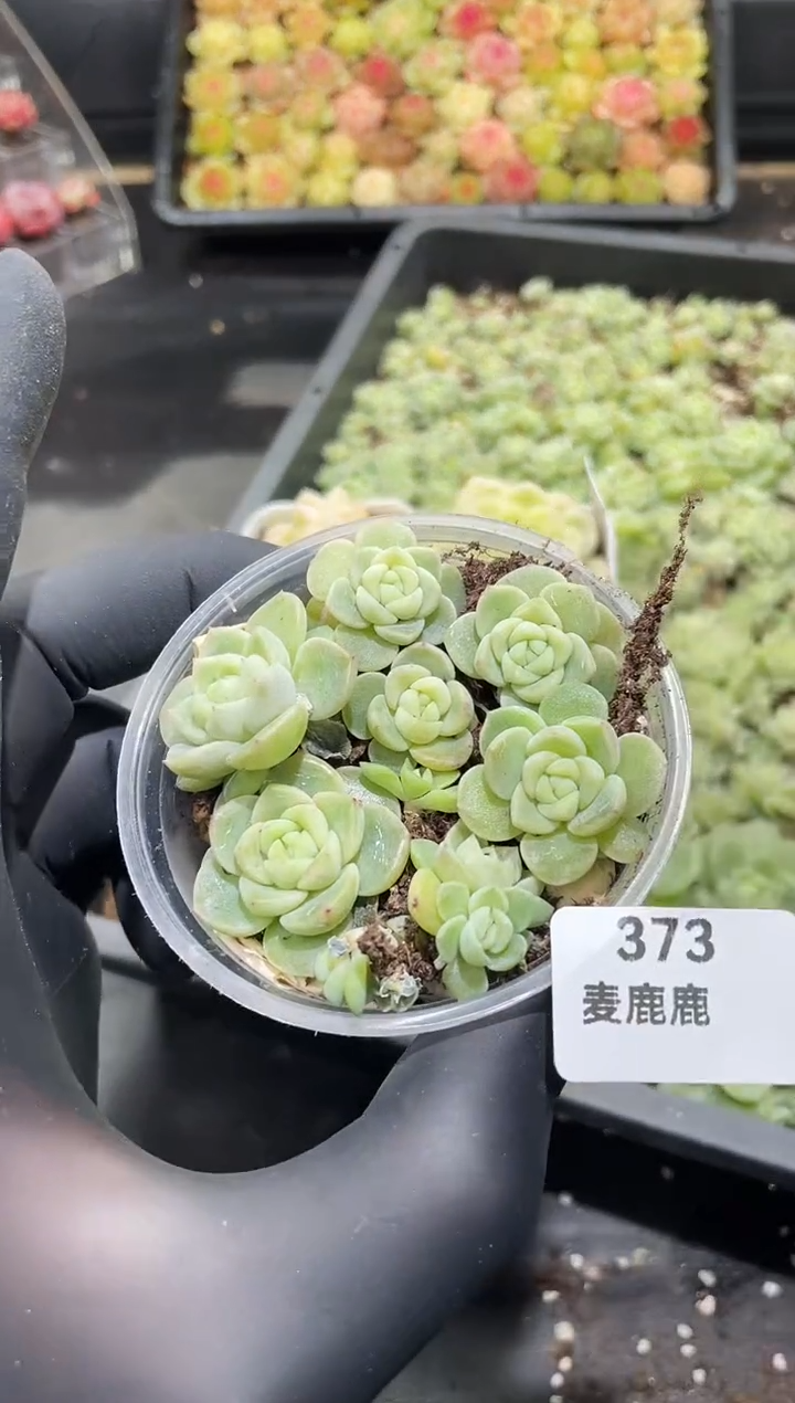 373白班财富   保8颗    量拍