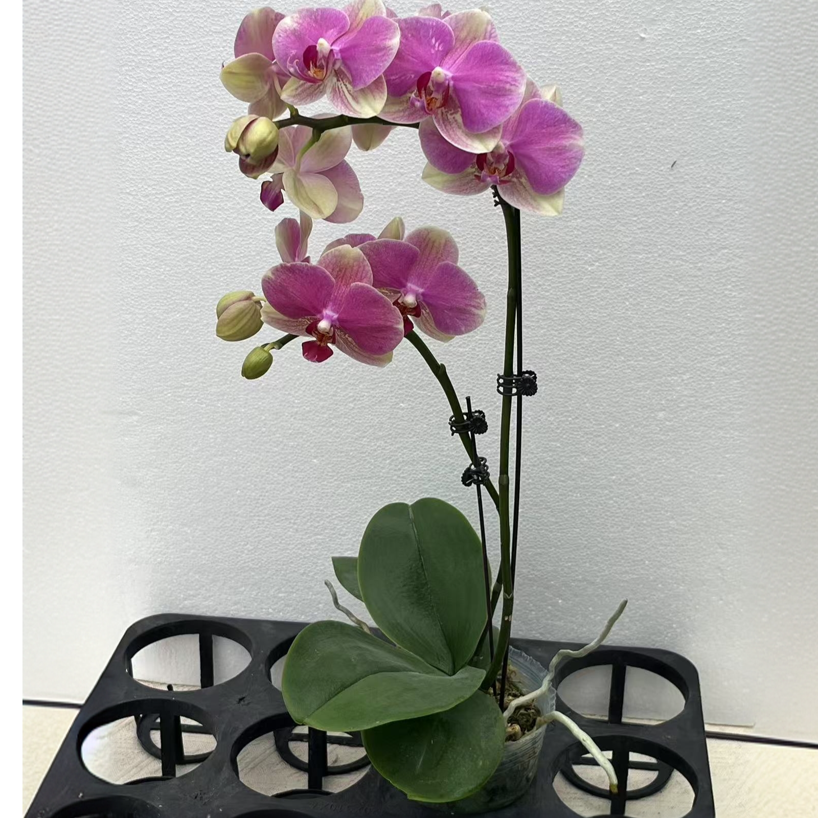 【多彩蜜桃】 蝴蝶兰开花发货室内趣味办公室客厅卧室盆栽 双君花卉