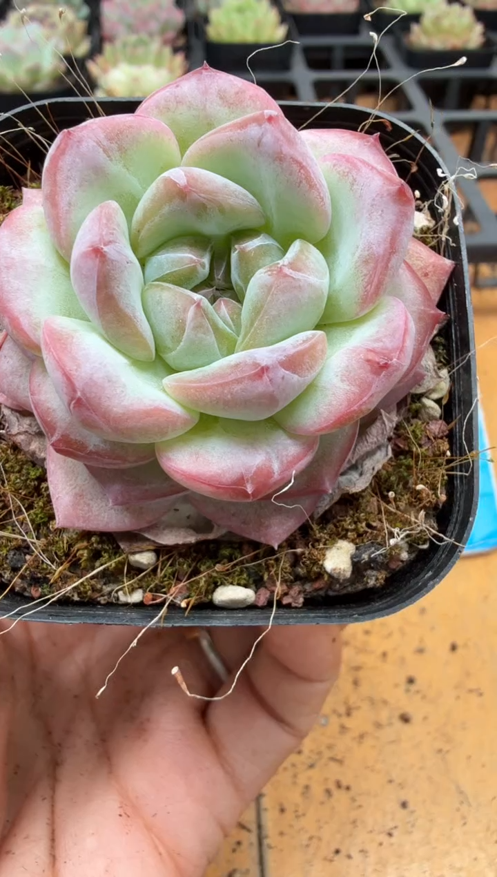 东云多肉园二店-316