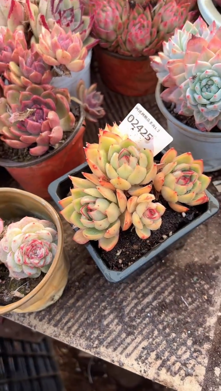 柚**?多肉植物一物一拍02425