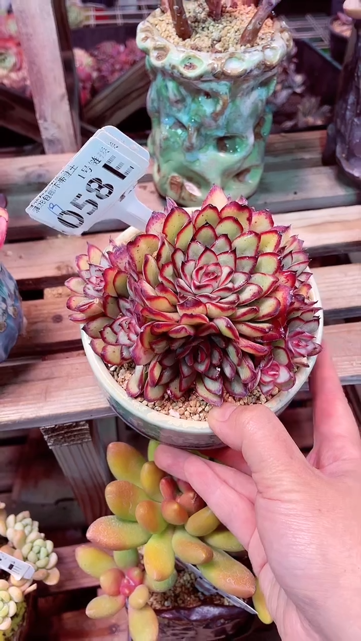 【闪购商品】058EEE