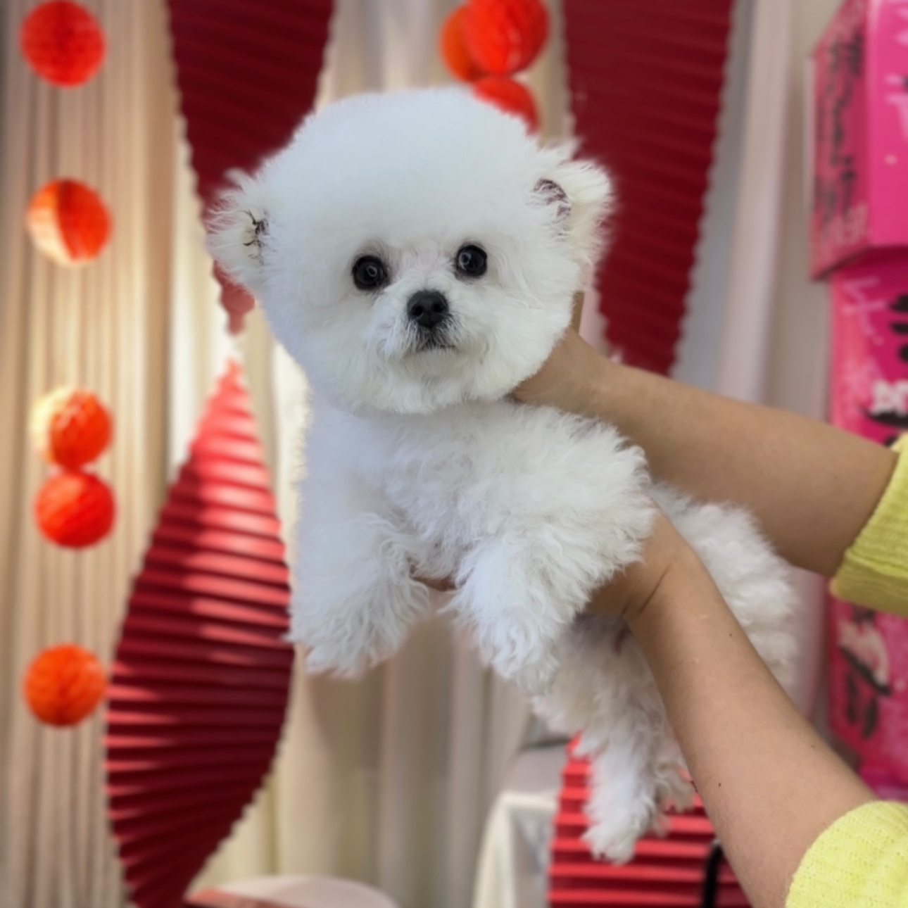 袁嬢嬢宠物严选小体比熊弟弟泡泡