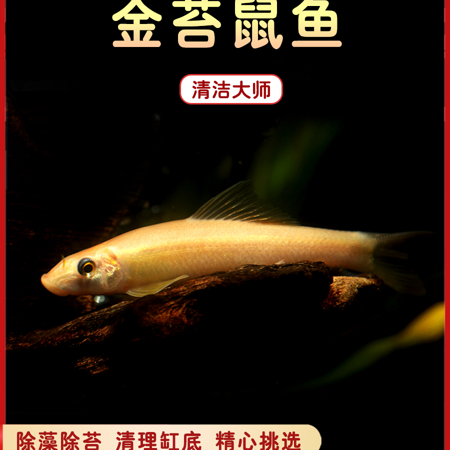 金苔鼠清理垃圾粪便鱼缸必备2送1备损【3条】