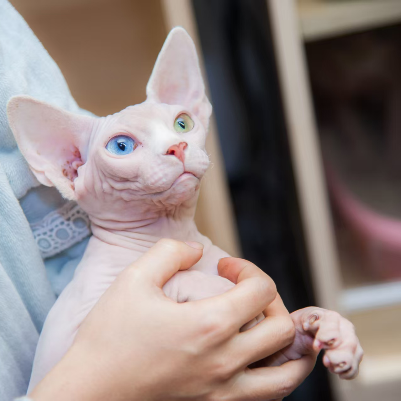 斯芬克斯无毛猫 异瞳