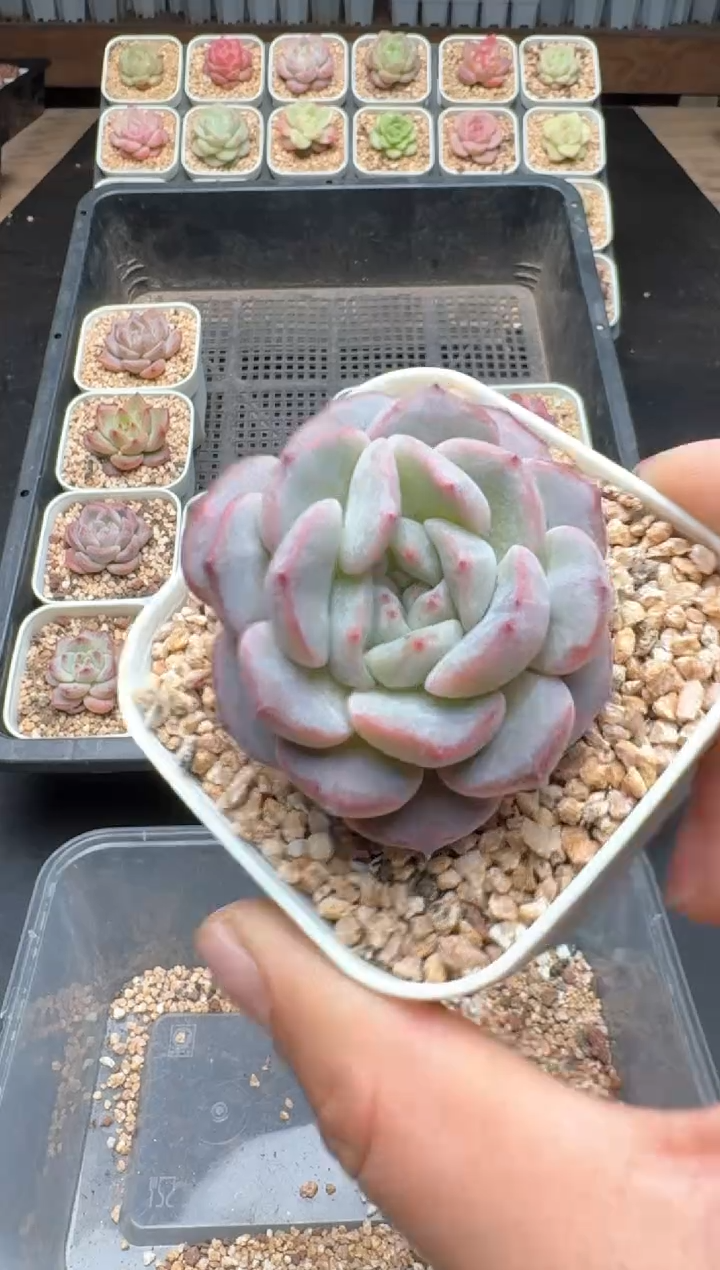 【闪购商品】947C物拍多肉带盆土6.5杯拍3颗包柚