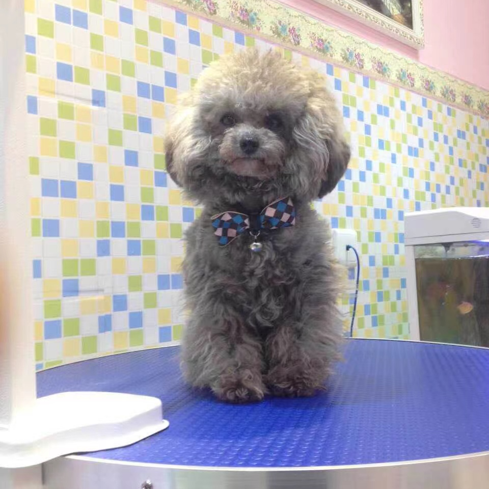 《梵玲萌宠》T宠物狗狗活体