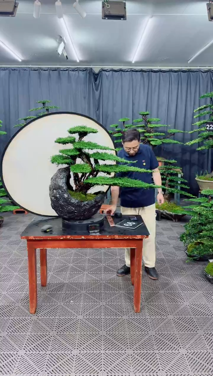 无花朵济州真柏盆景......