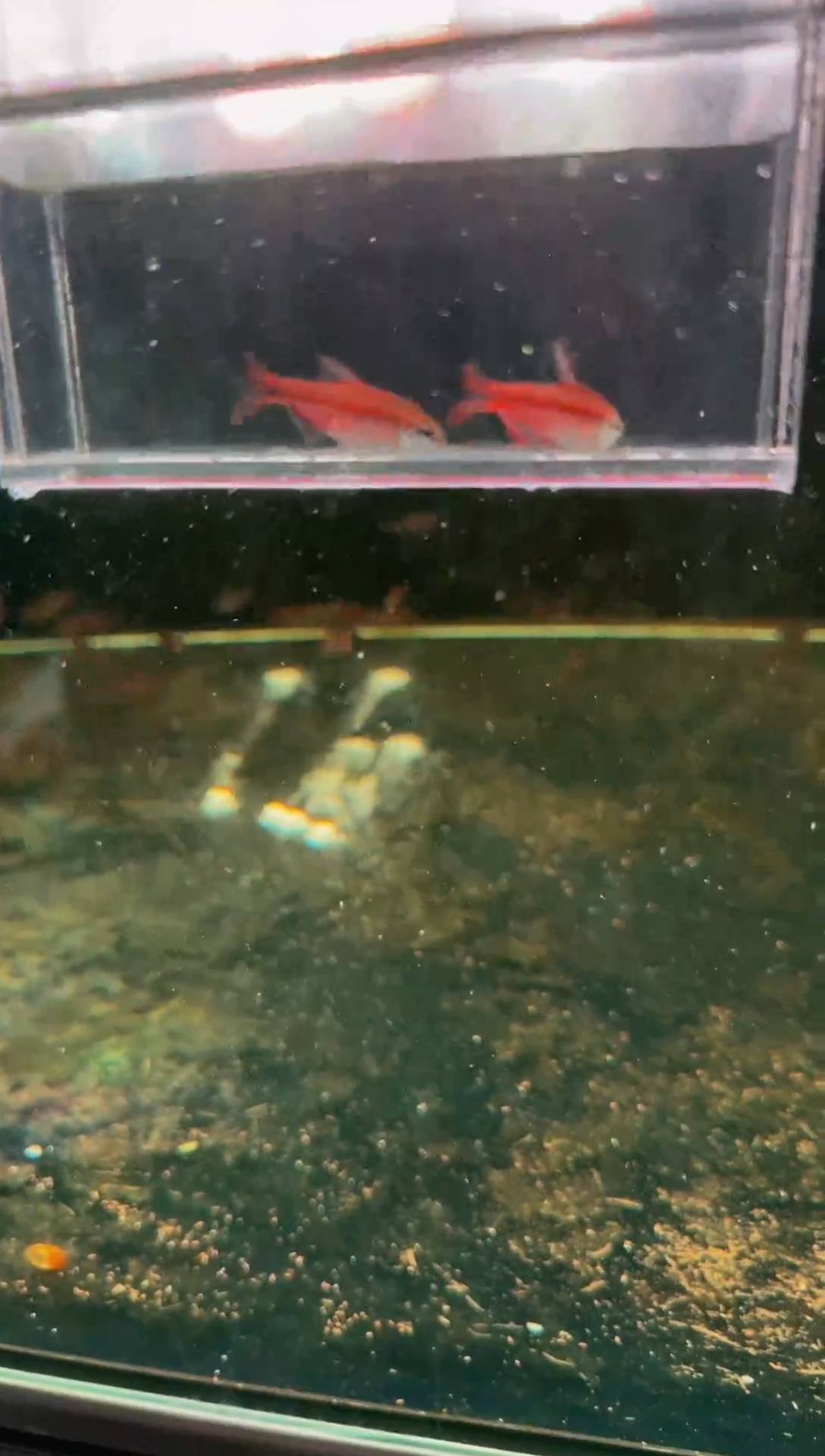 灯科鱼超级红魔鬼*2